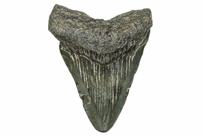 Juvenile Megalodon Tooth - South Carolina #368678